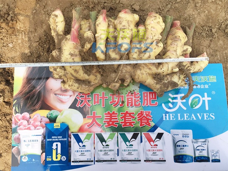 水溶肥用量少，可是效果卻很好！