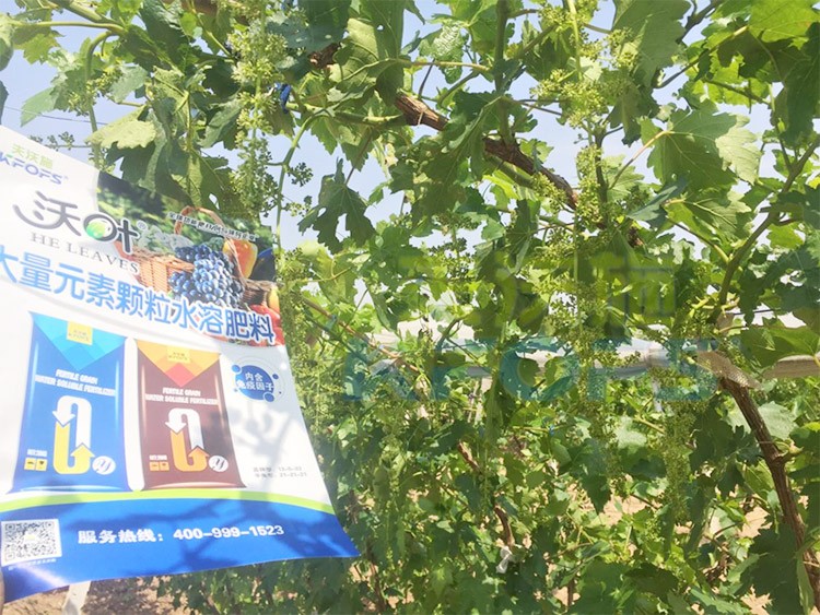 葡萄抽梢粗細(xì)不齊，如何搭配水溶肥調(diào)理？