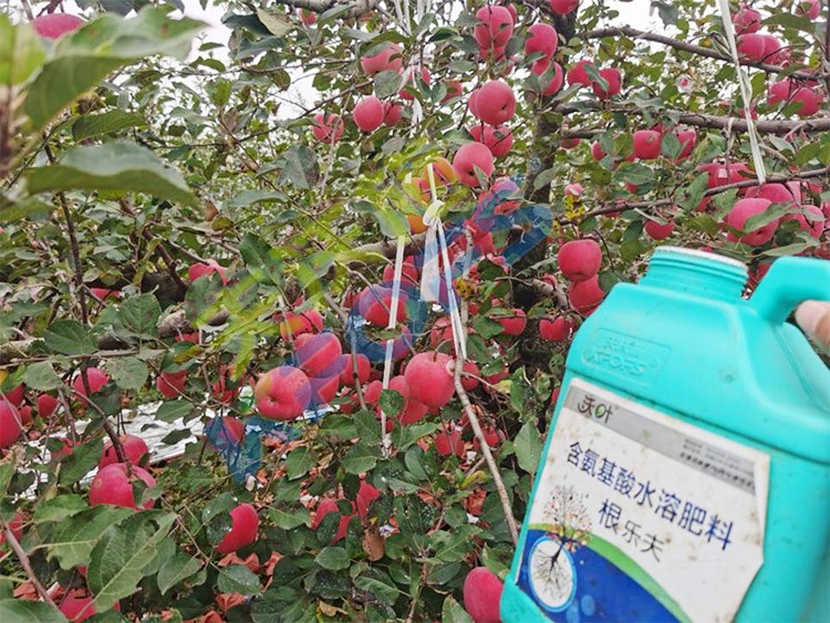 蘋果樹用什么生根肥好？看看這款！