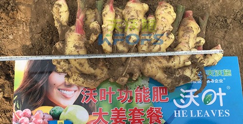 水溶肥用量少，可是效果卻很好！