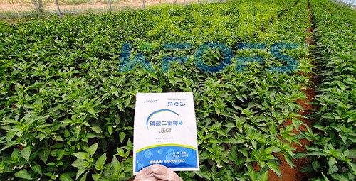 磷酸二氫鉀不好用？那是因?yàn)闆](méi)選對(duì)！
