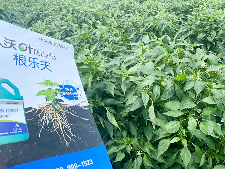 辣椒用什么水溶肥病害少？