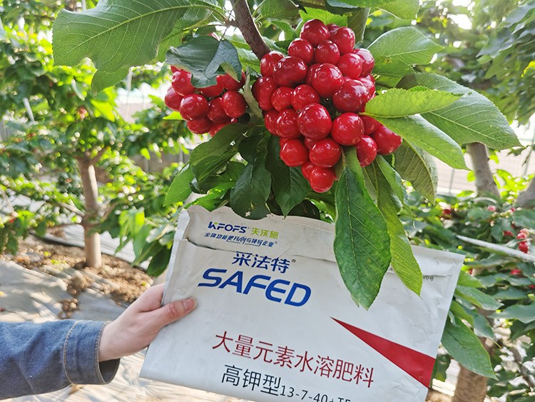 大櫻桃用什么水溶肥又大又甜？