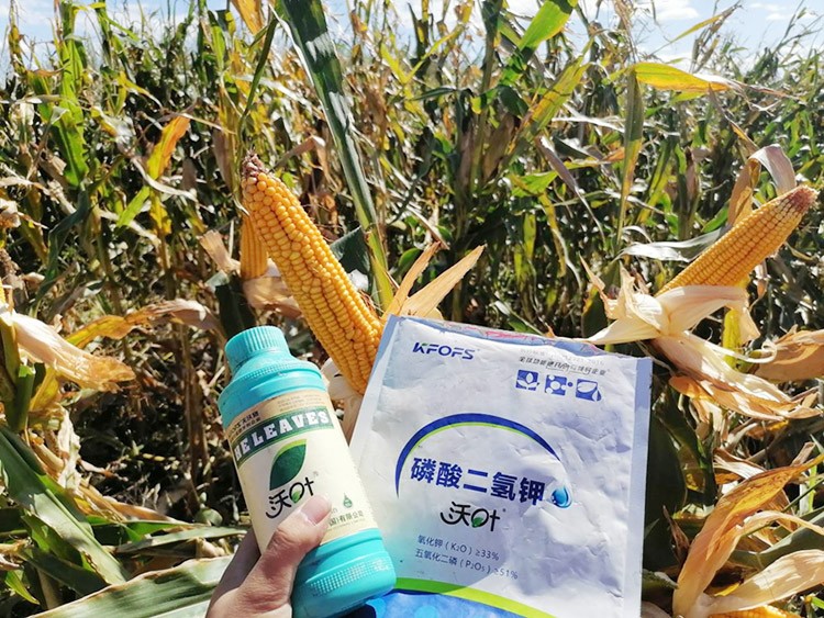 玉米葉面肥哪個品牌好？