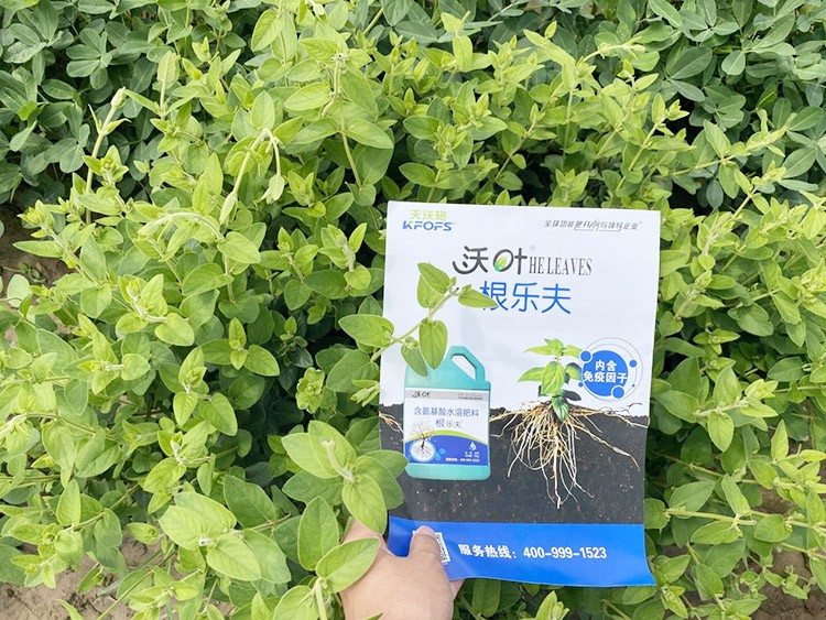 水溶肥這樣搭配使用，解決金銀花根腐黃化