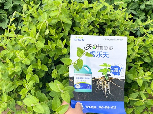 水溶肥這樣搭配使用，解決金銀花根腐黃化
