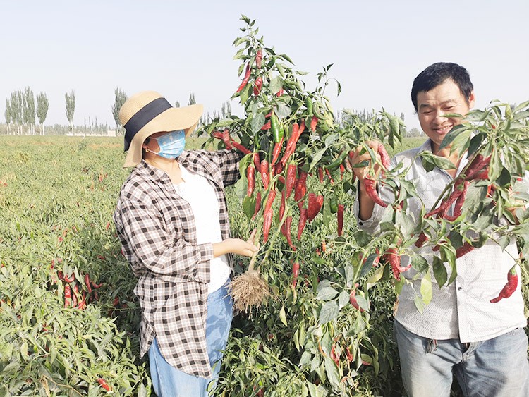 進(jìn)口水溶肥哪個(gè)牌子好？