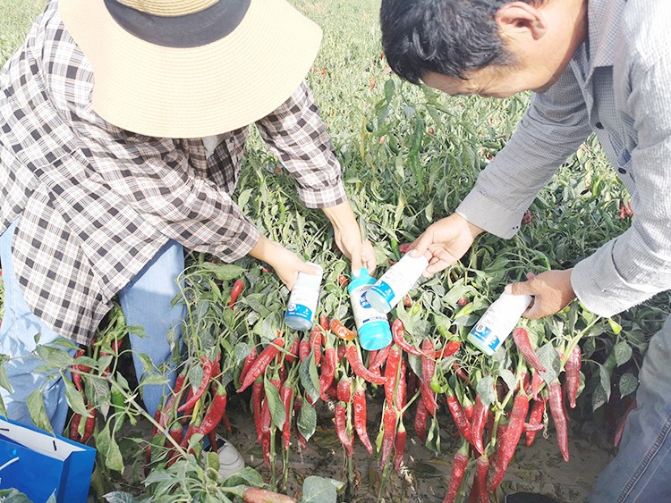進(jìn)口水溶肥哪個(gè)牌子好？