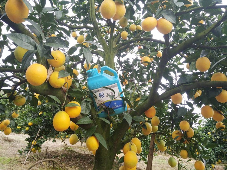 好的水溶肥是什么生產(chǎn)工藝？