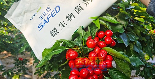 進口水溶肥怎么選？參考這三點就夠了！