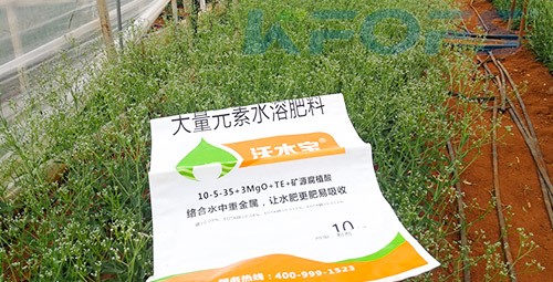 進口水溶肥以色列的哪家好？