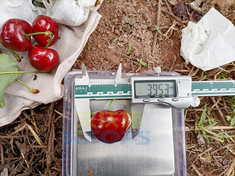 效果好的進(jìn)口水溶肥，來看這款！