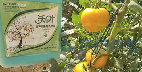 水溶肥的作用，不得不說太強大了！