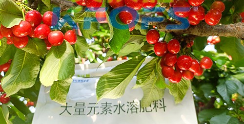 大量元素水溶肥為什么都說進(jìn)口的好？