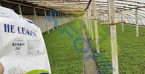 微生物菌劑廠家哪家好？