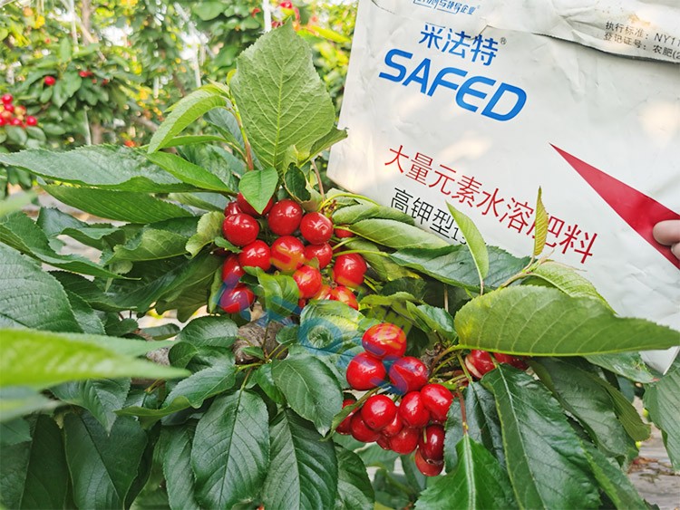 水溶肥用對了，果大果多品質好！