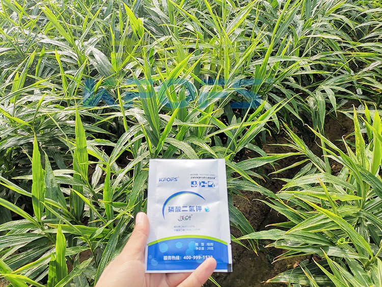 磷酸二氫鉀選這個(gè)品牌，不會(huì)錯(cuò)！