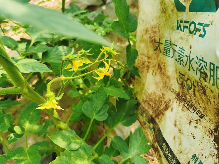 水溶肥哪種的效果好？看完別說(shuō)不知道了！