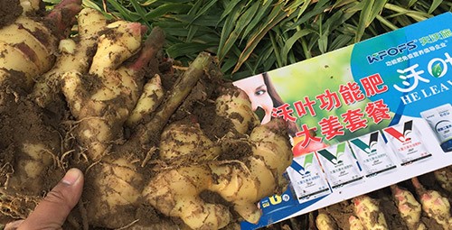 進(jìn)口水溶肥還不知道沃葉？虧大了！