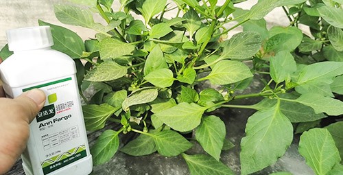 解藥害用什么葉面肥好？