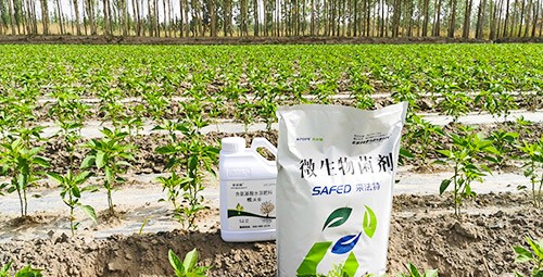 微生物菌肥哪家好？用效果說話！