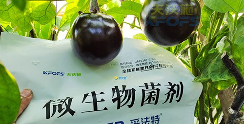 進口水溶肥蔬菜上怎么用效果好？