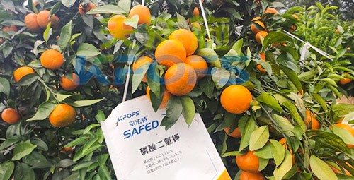 柑橘專用肥選采法特，就是不一樣！