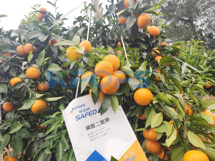 柑橘專用肥選采法特，就是不一樣！