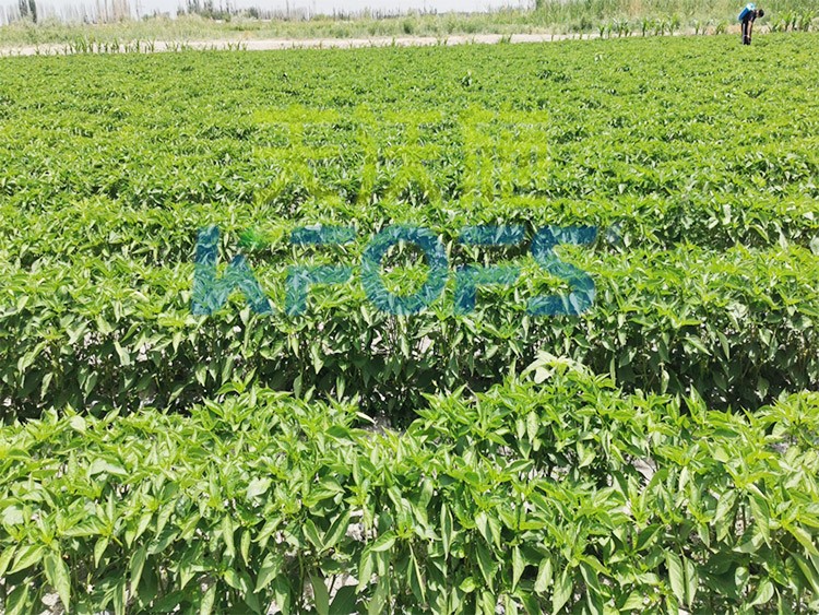鋅肥是什么肥料？辣椒用有什么好處？