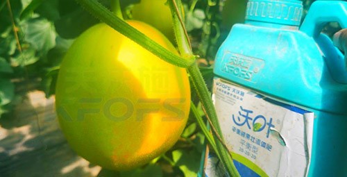 甜瓜用什么肥料更甜，你知道嗎？