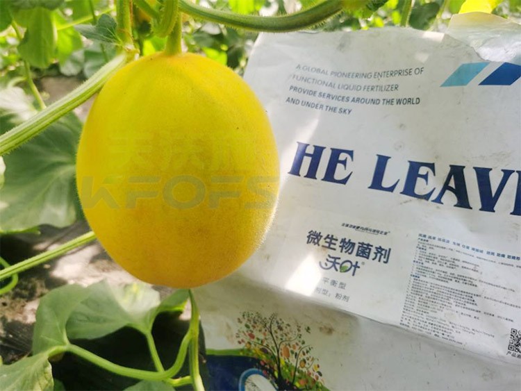 甜瓜用什么肥料更甜，你知道嗎？