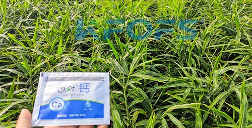 鈣肥為何在大姜上全程使用？