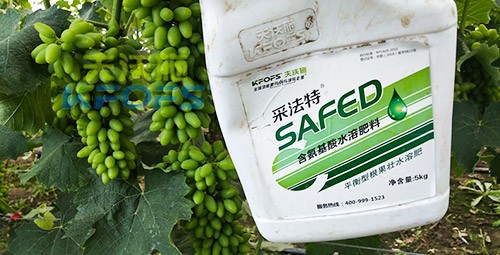 進口水溶肥用這個，葡萄能增產(chǎn)
