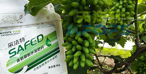 葡萄水溶肥品牌哪個好？案例告訴你！