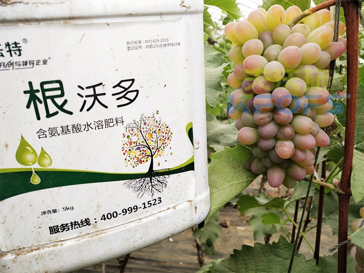 葡萄水溶肥品牌哪個(gè)好？案例告訴你！