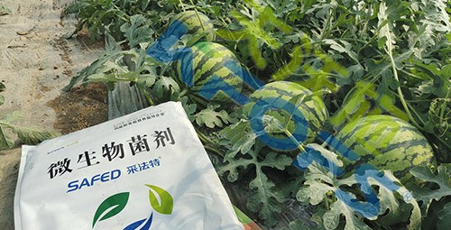 西瓜用微生物菌劑，能達到什么效果？