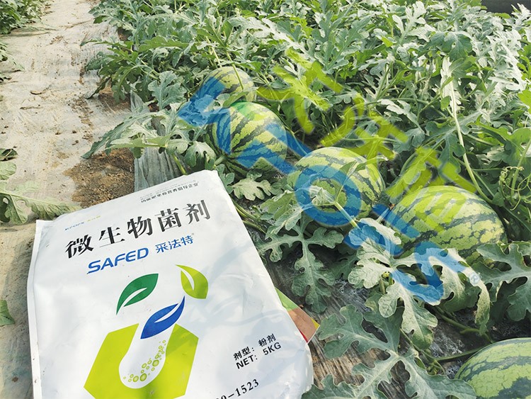 西瓜用微生物菌劑，能達(dá)到什么效果？