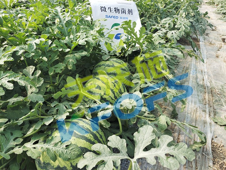 西瓜用微生物菌劑，能達(dá)到什么效果？