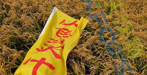 水稻用水溶肥，這三個方面的效果很明顯！