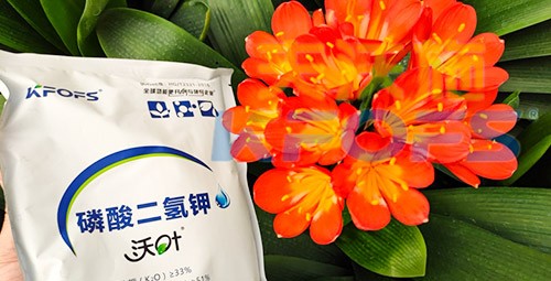 花卉用這款磷酸二氫鉀，效果不一般！