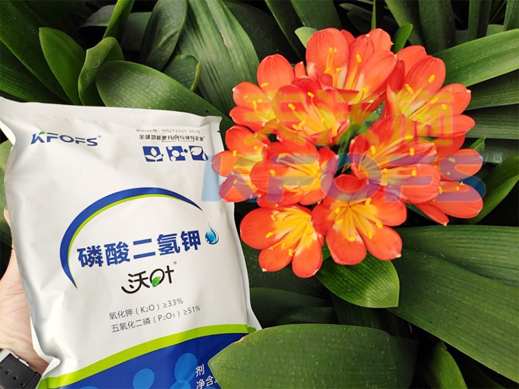 花卉用這款磷酸二氫鉀，效果不一般！