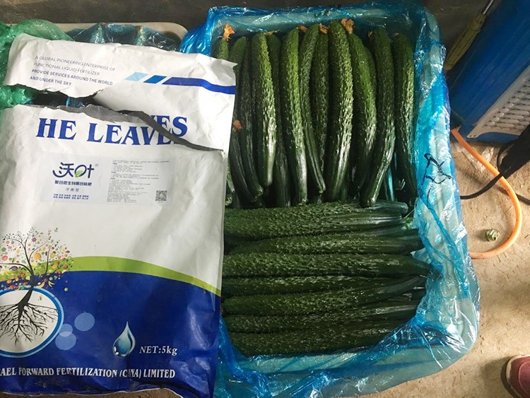 黃瓜用這樣的水溶肥，產量就是高！