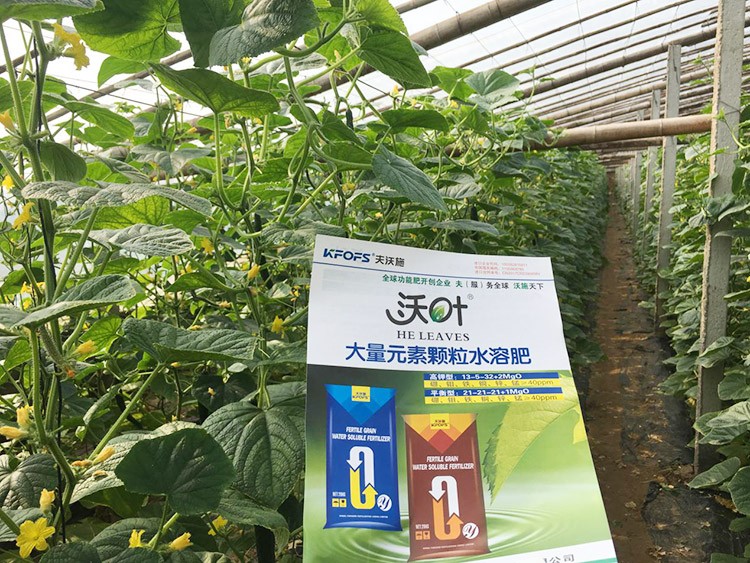 黃瓜用這樣的水溶肥，產量就是高！