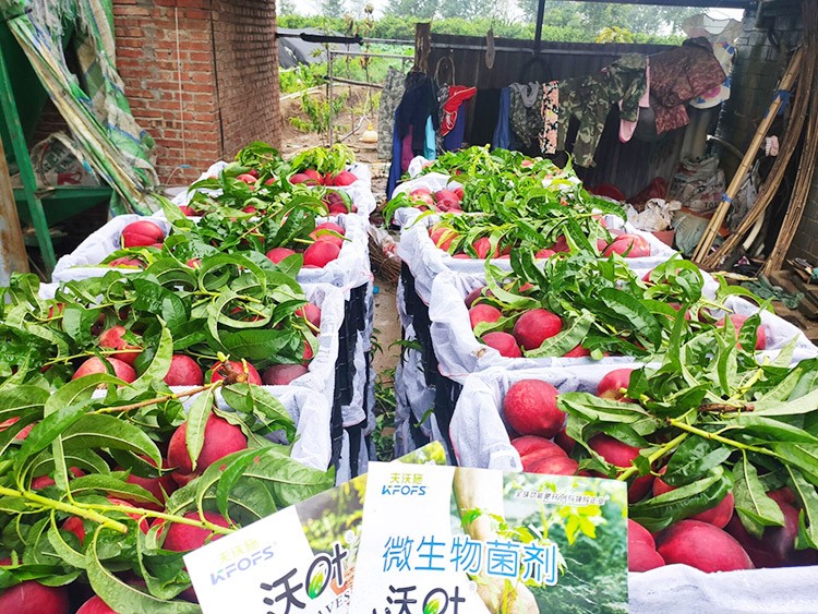 桃樹用什么肥料好？且看這篇！