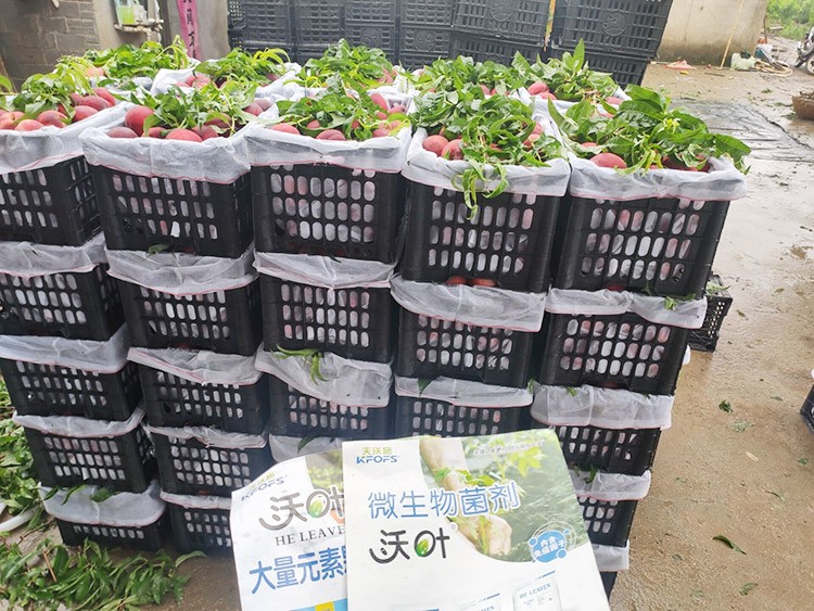 桃樹用什么肥料好？且看這篇！