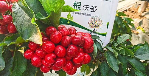 大櫻桃水溶肥廠家哪家好？這樣的才更可靠！