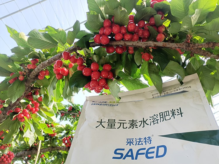 大櫻桃水溶肥廠家哪家好？這樣的才更可靠！