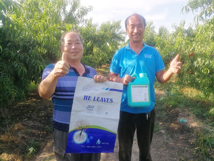 桃樹根腐不可怕，怕的是不用水溶肥治療！