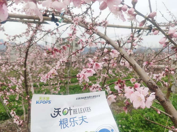 桃樹根腐不可怕，怕的是不用水溶肥治療！