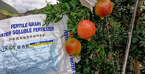 石榴施肥用什么肥料效果好？